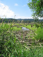 2005-04-04-wetlands.jpg