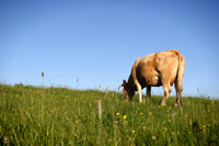 Organic farming
