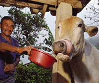 Calf